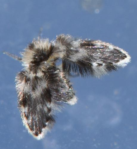 Réf. 349 491 : Clytocerus sp.